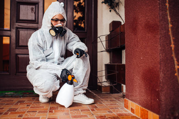 Attic and Crawl Space Rodent Treatment in Clifton Gardens