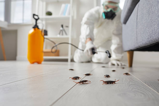 Commercial Rodent Management in Clifton Gardens